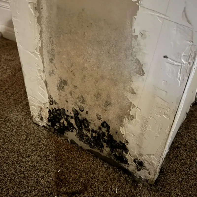 Professional Mold Removal in Decatur, TN